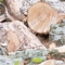 Harrisburg PA tree removal tree trimming arborist stump removal stump grinding Alpine Tree Experts Inc in Lewsiberry PA